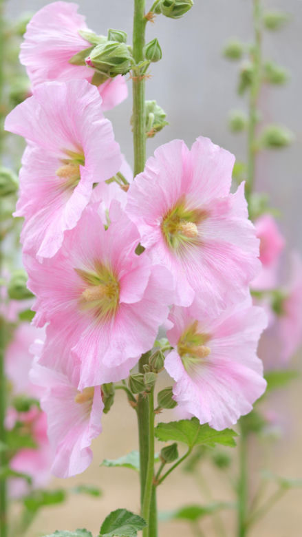 Malwa różowa (Alcea rosea)