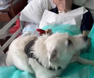 Legnica. Suczka Saba nie widziała właściciela przez 6 miesięcy. Odwiedziła go w szpitalu [ZDJĘCIA].