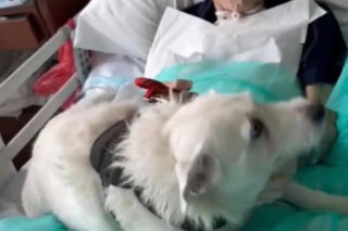 Legnica. Suczka Saba nie widziała właściciela przez 6 miesięcy. Odwiedziła go w szpitalu [ZDJĘCIA].