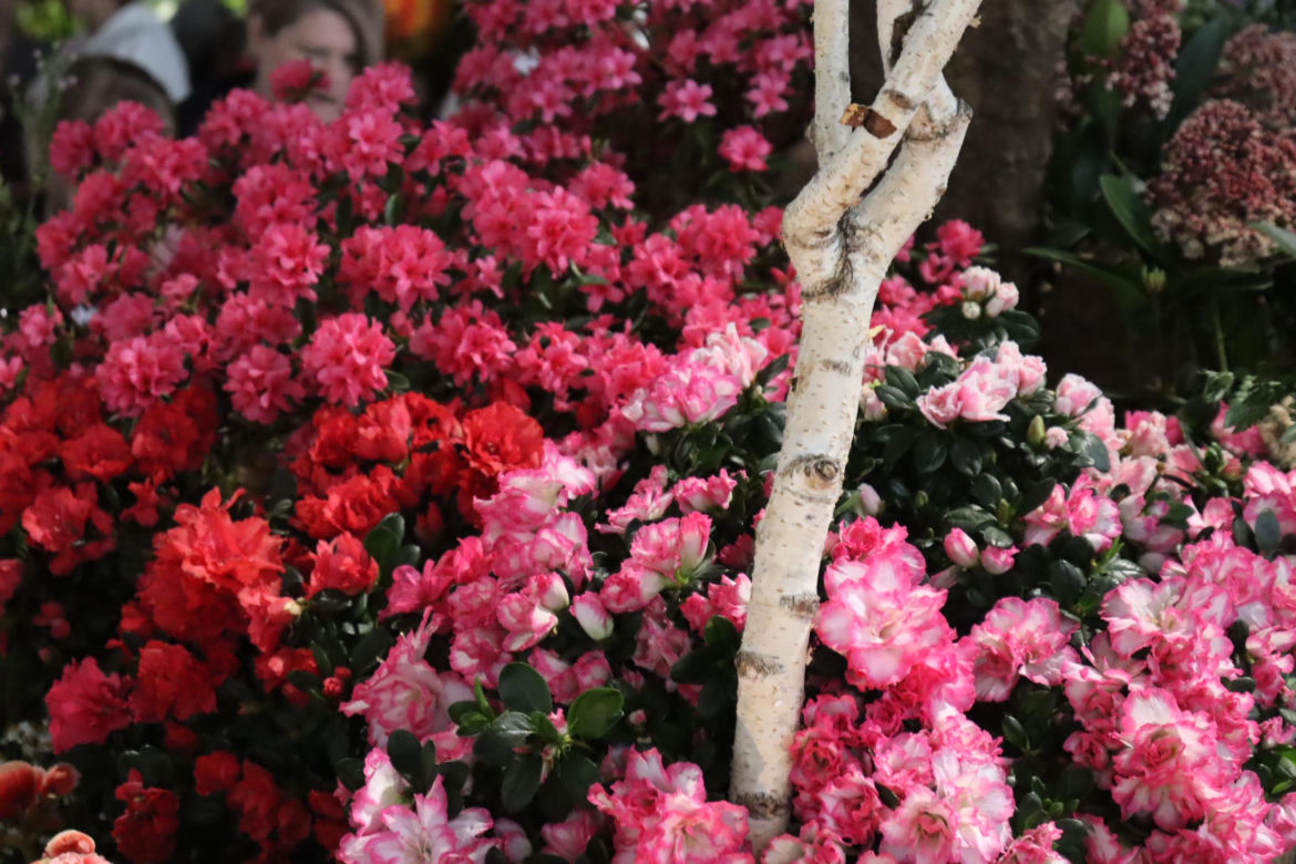 World Flower Show w Poznaniu