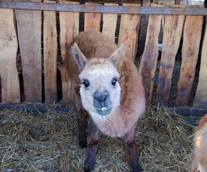 Żywa szopka w Żydowcach