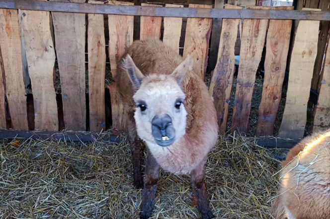 Żywa szopka w Żydowcach