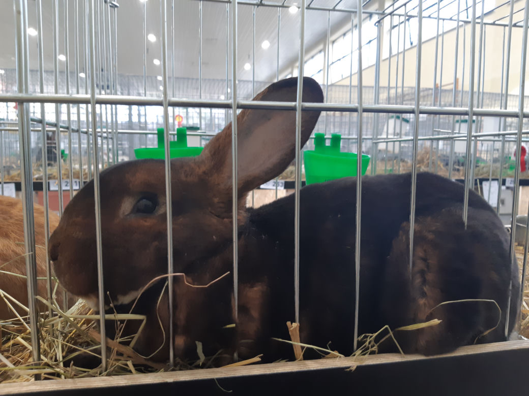 Wystawa gołębi rasowych, kur ozdobnych oraz królików hodowlanych w Tarnowie