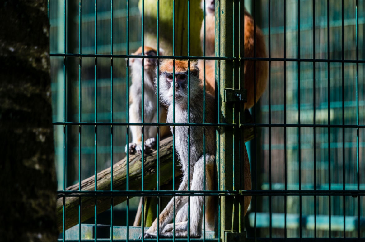 Koronawirus w Trójmieście. Zwierzęta z zoo tęsknią za ludźmi