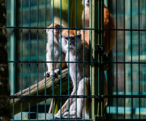 Koronawirus w Trójmieście. Zwierzęta z zoo tęsknią za ludźmi