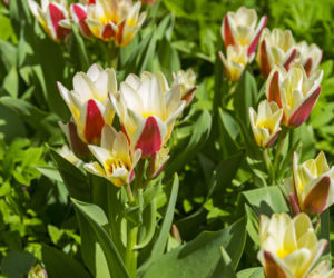 Tulipany Kaufmanna