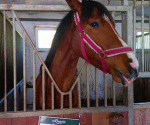 Konna święconka w Szczecinie