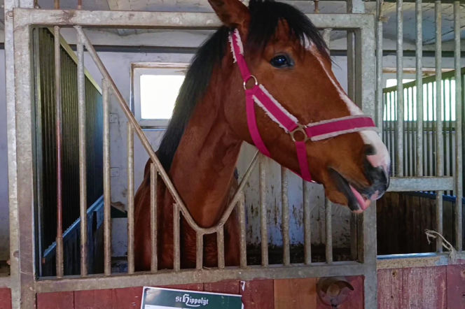 Konna święconka w Szczecinie