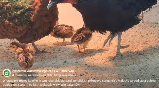 Pawie kongijskie