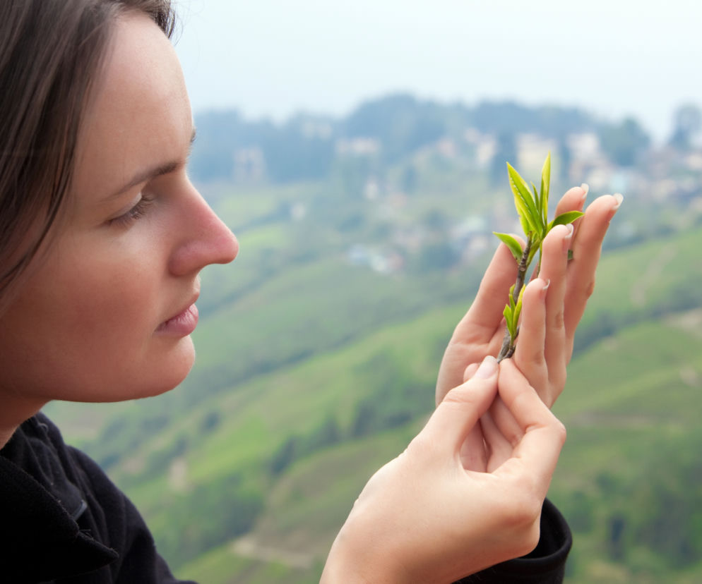 co-to-jest-herbata-darjeeling.jpg