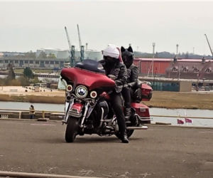 Moto Zające i Kurczaki niosą pomoc na Wielkanoc. Dziesiątki motocyklistów na ulicach Szczecina