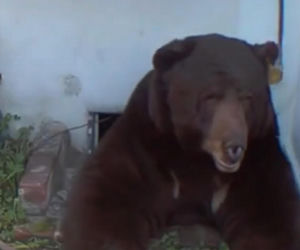 Odkrył, że żyje w jednym domu z niedźwiedziem! Zapowiada pozew