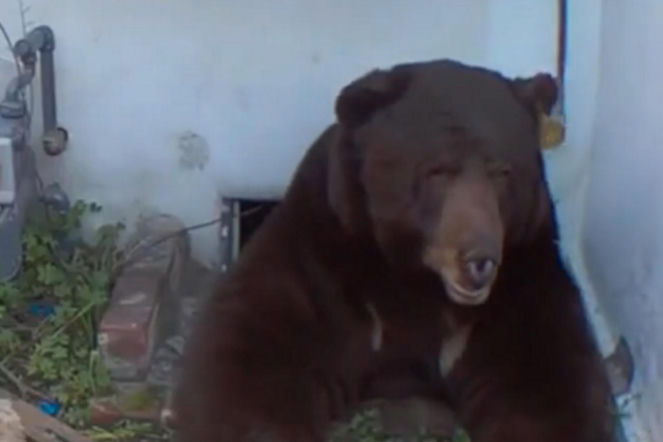 Odkrył, że żyje w jednym domu z niedźwiedziem! Zapowiada pozew