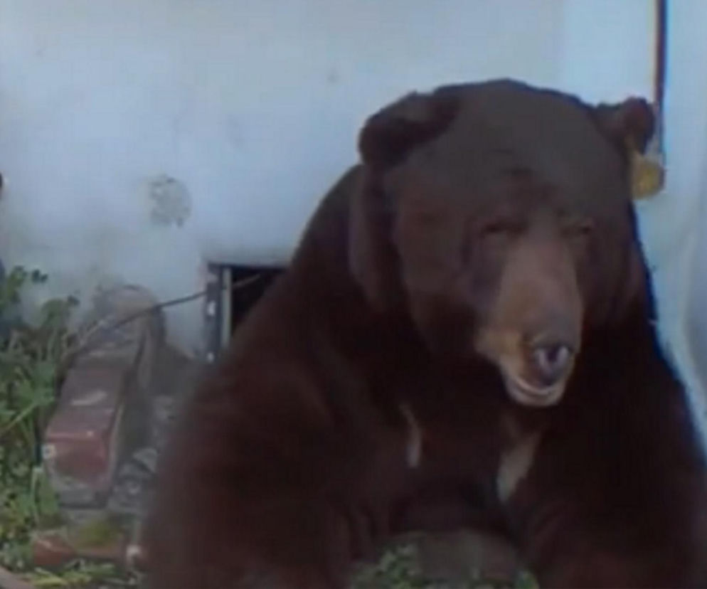 Odkrył, że żyje w jednym domu z niedźwiedziem! Zapowiada pozew
