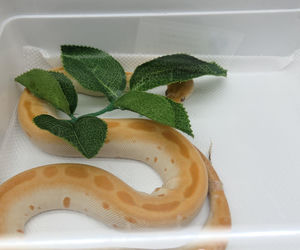 Egzotyczny świat zawitał do Bydgoszczy! Pająki i węże były na wyciągnięcie ręki