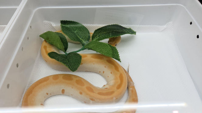 Egzotyczny świat zawitał do Bydgoszczy! Pająki i węże były na wyciągnięcie ręki