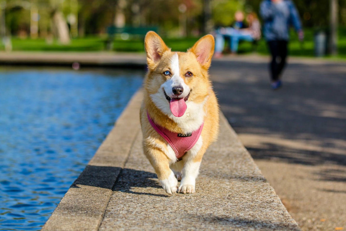 Rasy psów do małych mieszkań: corgi