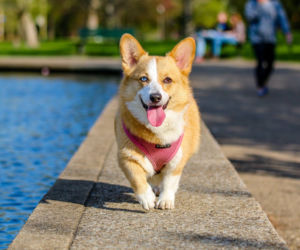 Psy do małego mieszkania - corgi