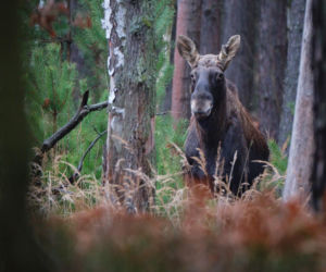Rodzina łosi pojawiła się w Świętokrzyskiem. Gdzie można ją spotkać?