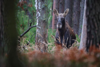 Rodzina łosi pojawiła się w Świętokrzyskiem. Gdzie można ją spotkać?