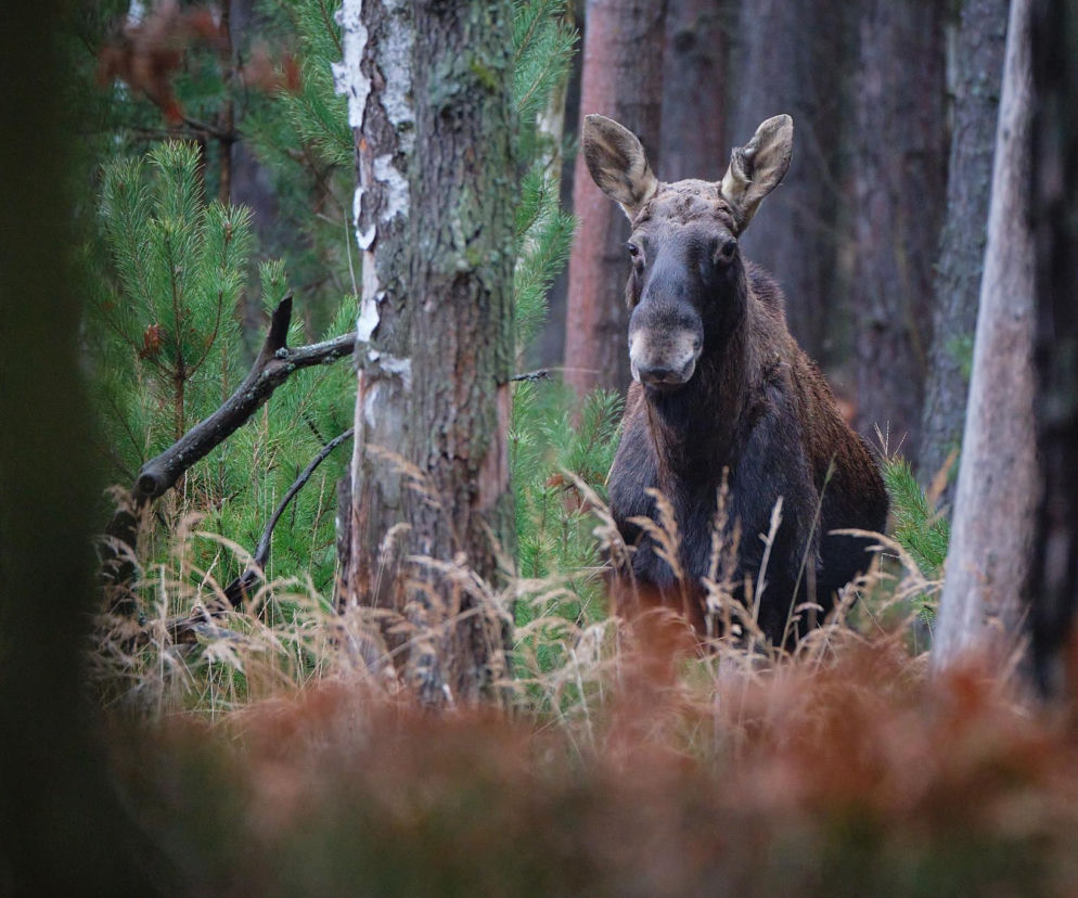Łosie w świętokrzyskich lasach