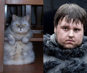 Aktorzy jako... KOTY! Podobni!
