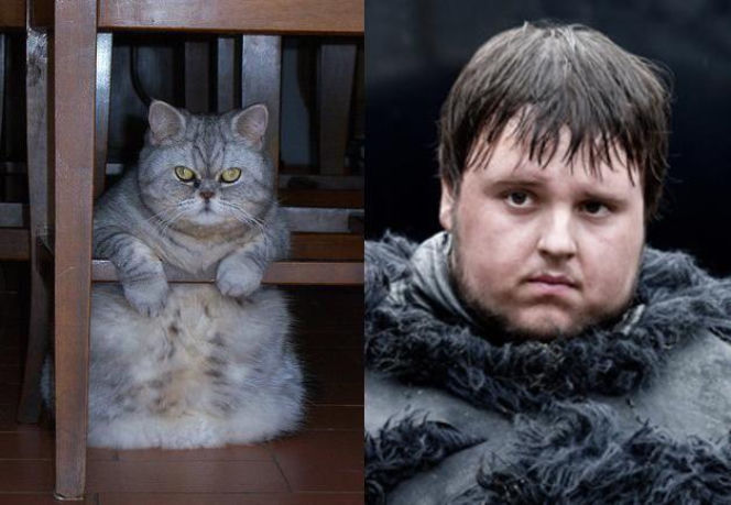 Aktorzy jako... KOTY! Podobni!