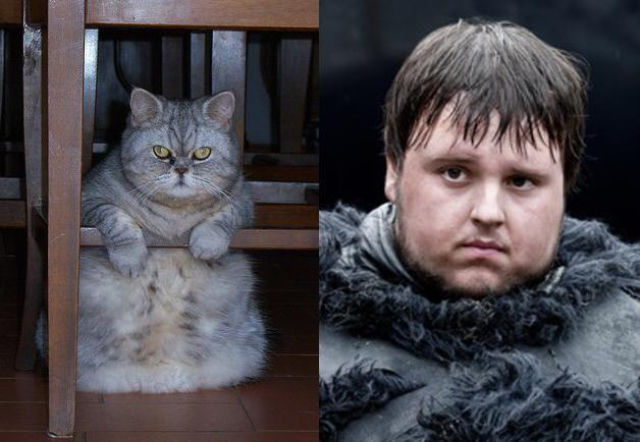 Aktorzy jako... KOTY! Podobni!
