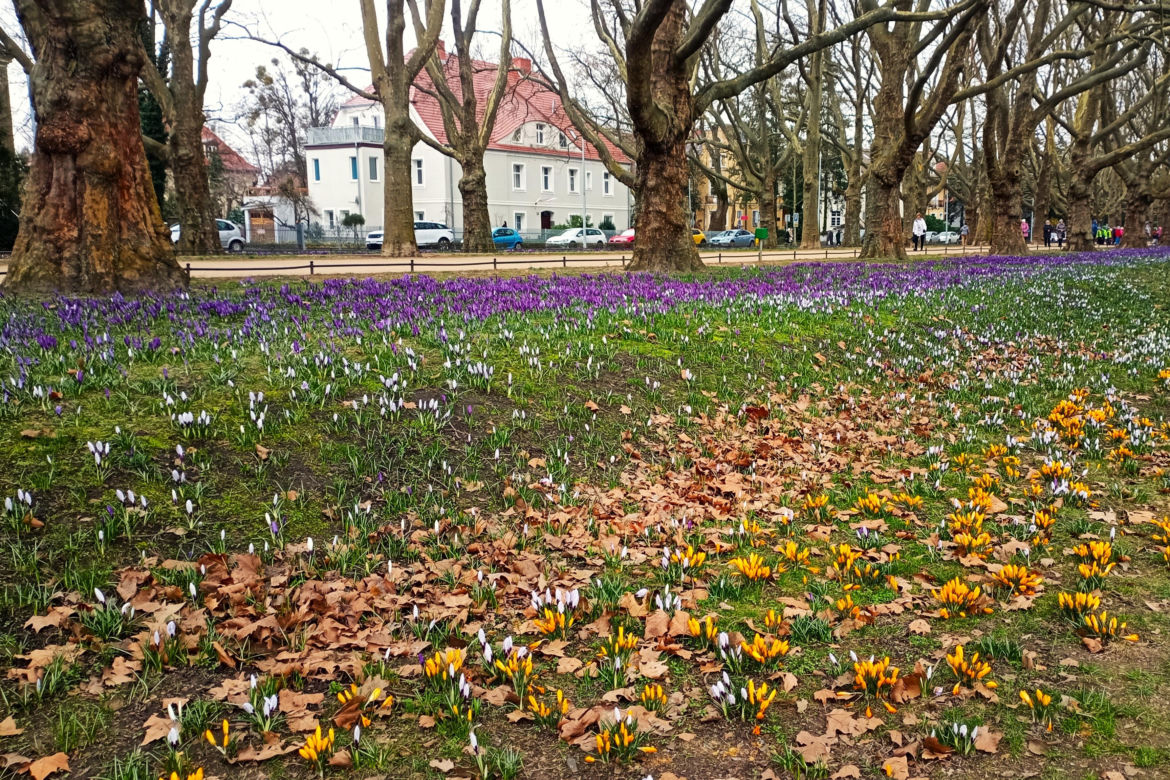 Na Jasnych Błoniach zakwitły krokusy. Niestety są deptane
