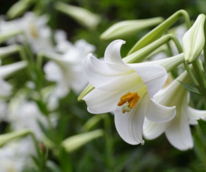 Lilia longiflorum