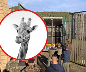 Tragiczne wieści z gdańskiego zoo. Aki mógł żyć jeszcze nawet 10 lat. Sekcja zwłok ujawniła prawdę