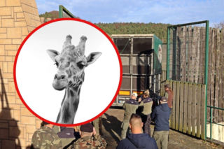 Tragiczne wieści z gdańskiego zoo. Aki mógł żyć jeszcze nawet 10 lat. Sekcja zwłok ujawniła prawdę