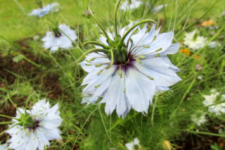 Czarnuszka siewna - Nigella sativa