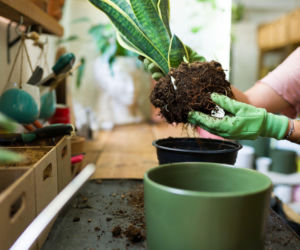 Przesadzanie sansewierii