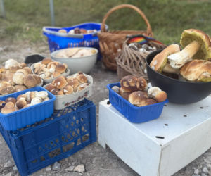 Gdzie na grzyby w Świętokrzyskiem? Prawdziwkowy szał w Daleszycach, ale grzybiarze ostrzegają przed suszą [CENY GRZYBÓW]