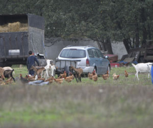 Pasterz z Otwocka głodził kozy Trzaskowskiego