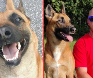 Julian walczy o życie! Bohaterski owczarek belgijski potrzebuje pilnej operacji