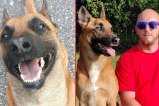 Julian walczy o życie! Bohaterski owczarek belgijski potrzebuje pilnej operacji