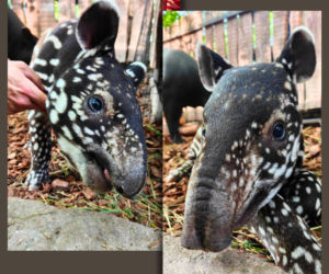 Historyczne narodziny w płockim zoo. To pierwszy urodzony w Polsce tapir malajski! „Pękamy z dumy”