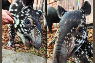 Historyczne narodziny w płockim zoo. To pierwszy urodzony w Polsce tapir malajski! „Pękamy z dumy”