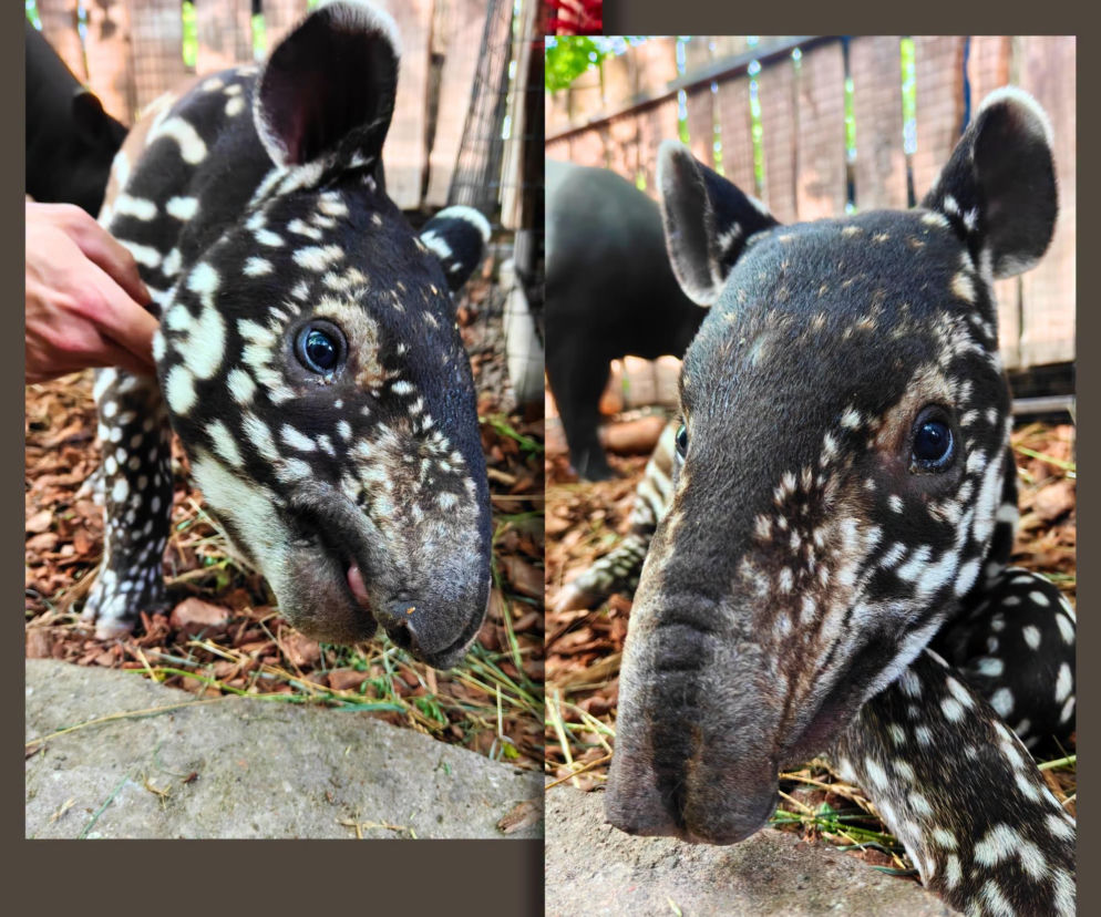 Historyczne narodziny w płockim zoo. Na świat przyszedł tapir malajski