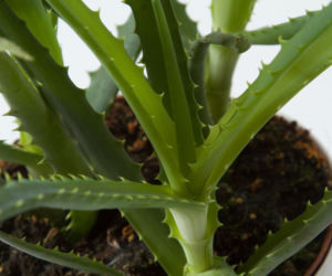 Aloes