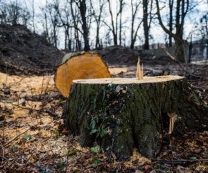 Nielegalna wycinka drzew w parku Steffensów w Gdańsku