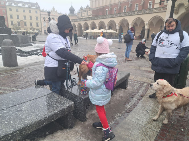 34. finał WOŚP w Krakowie. Golden Retrievery na Rynku Głównym