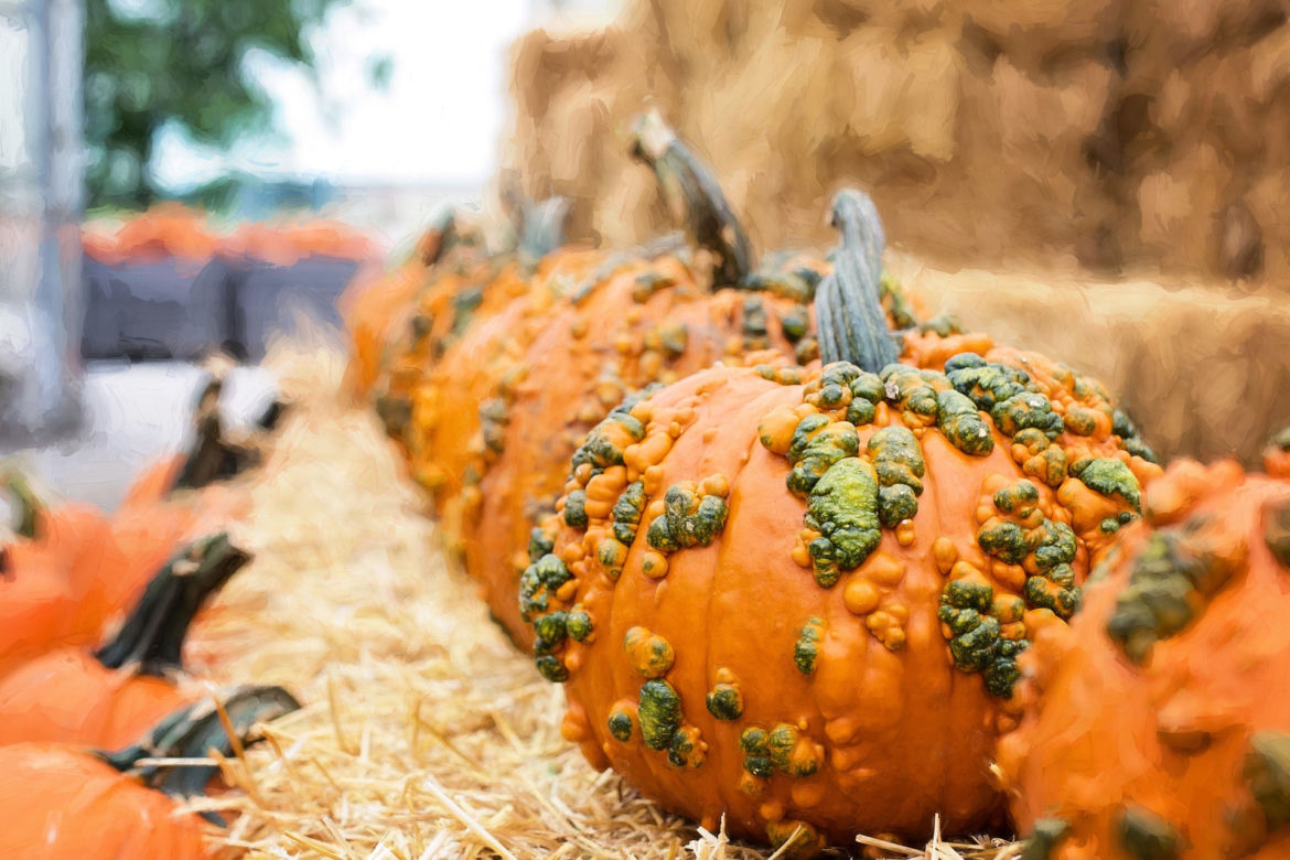 Magic Pumpkin Farm w Powsinie