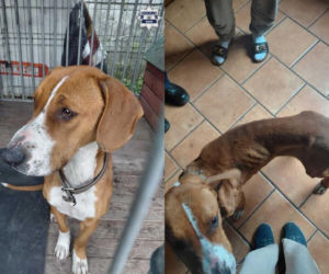 Ten widok łamie serca. Skrajnie wychudzona psinka nie miała dostępu nawet do wody