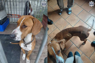 Policjanci usłyszeli ciche skomlenie, widok złamał im serca. Skrajnie wychudzona psinka nie miała dostępu nawet do wody