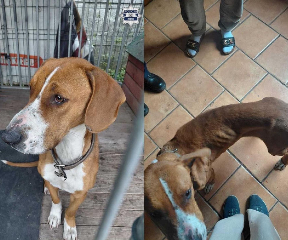 Policjanci usłyszeli ciche skomlenie, widok złamał im serca. Skrajnie wychudzona psinka nie miała dostępu nawet do wody