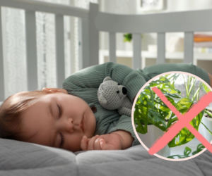 Nie każda roślina nadaje się do pokoju dziecka. Te możesz postawić bez obaw