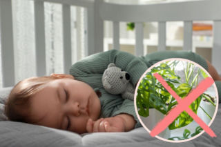 Nie każda roślina nadaje się do pokoju dziecka. Te możesz postawić bez obaw